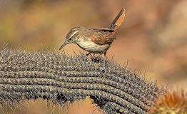 The Birding of Machu Picchu 5 days