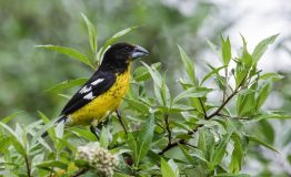 The Birding of Machu Picchu 5 days