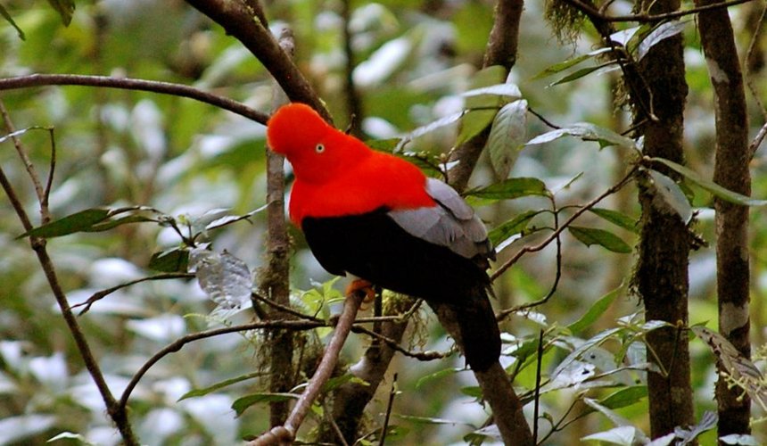 Amazon Manu  Wildlife Peru