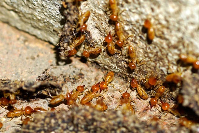 Amazon Wildlife Peru Ants and Termites