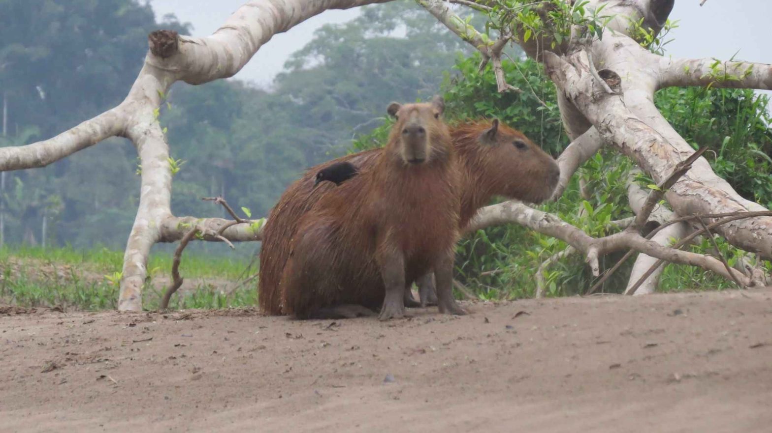 Amazon Expedition  Flora  Fauna