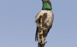Andean Hillstar.peru bird