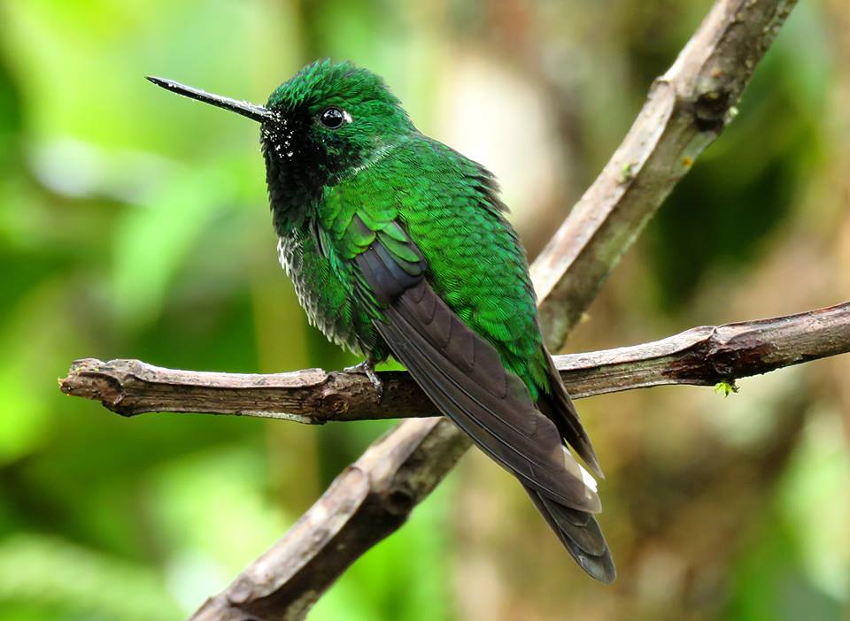 Amazon Birding Peru