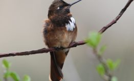 Birding Wildlife Abra Malaga 6 days-White-tufted Sunbeam,