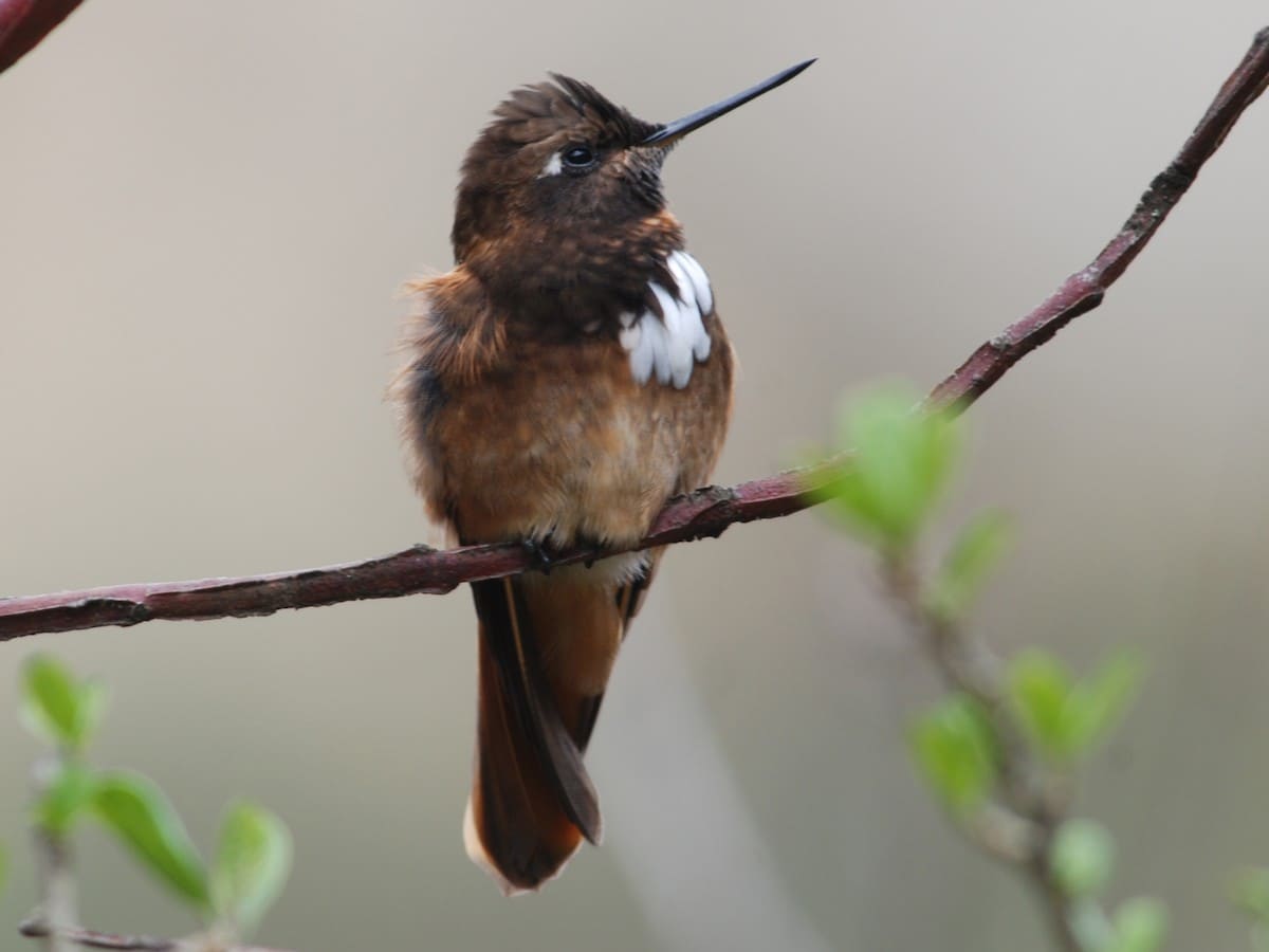 The Birding of Machu Picchu 5 days