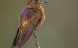 The Birding of Machu Picchu 5 days