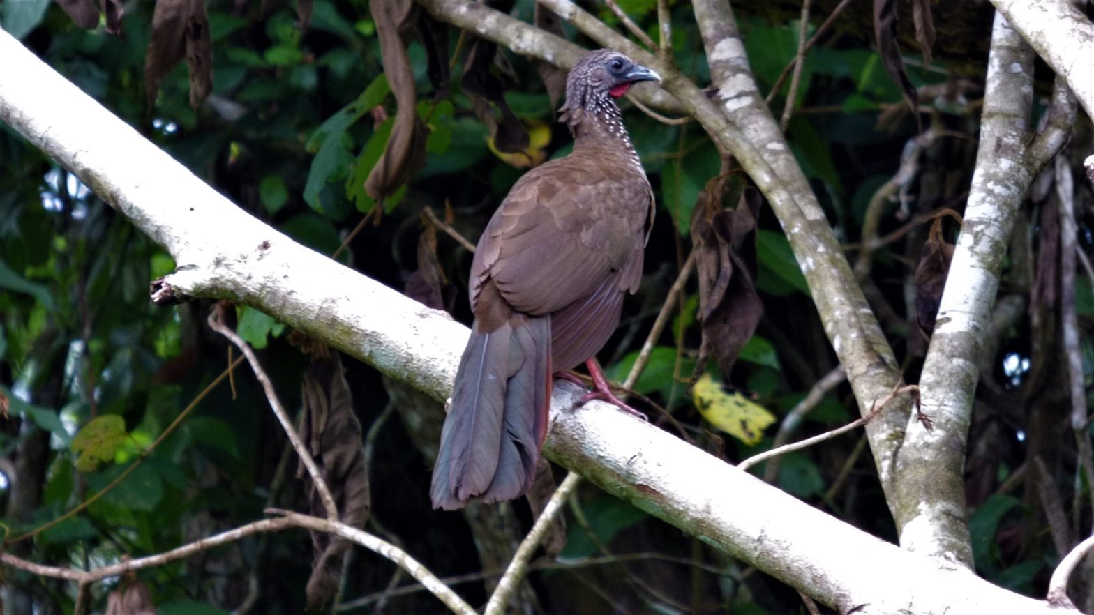 Rainforest Bird – Machu Picchu 5 dias