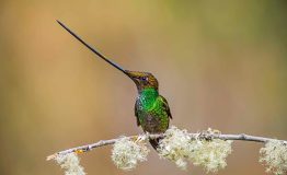 Machupicchu-Cusco-Birding–The-best-place-to-enjoy-bird-Machupicchu-Cusco-Birding-Peru-This-tour-visits-two-bird-gardens-Cusco-birdwatching-cusco-machupicchu-Birdwatching-ensifera