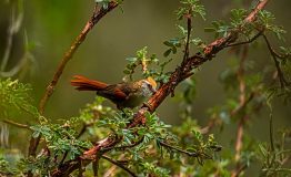 Birdwatching-creamy-crested