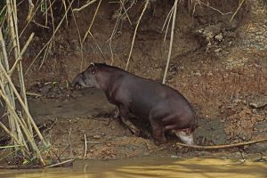 Manu Jungle Trips: The Ultimate Adventure in Peru’s Remote Amazon Rainforest