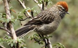 White-browed Tit-Spinetail
