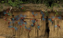 Wild Trip - Manu Blanquillo 7 days