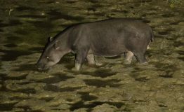 Conservation Manu Park