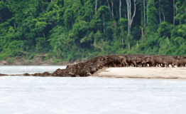 Amazing Wildlife  Peru 5 days