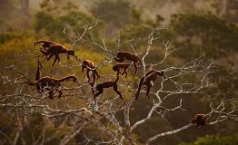 Amazon Wild Photography 5 days