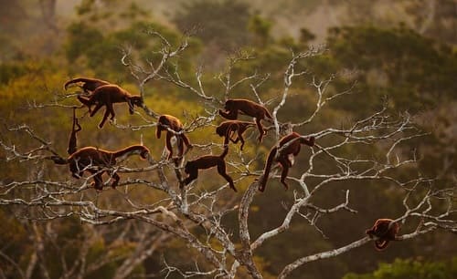 Amazon Wild Photography 5 days