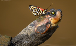 Photography Wild Nature 9 days