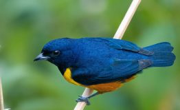 Jungle Trips Bird Watching .
