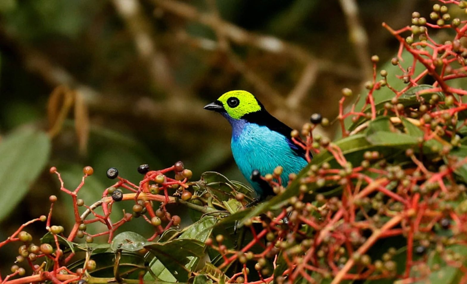 Jungle Trips Bird Watching 4 days