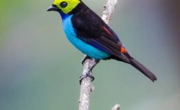 Jungle Trips Bird Watching