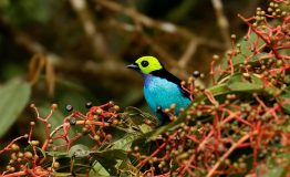 Jungle Trips Bird Watching