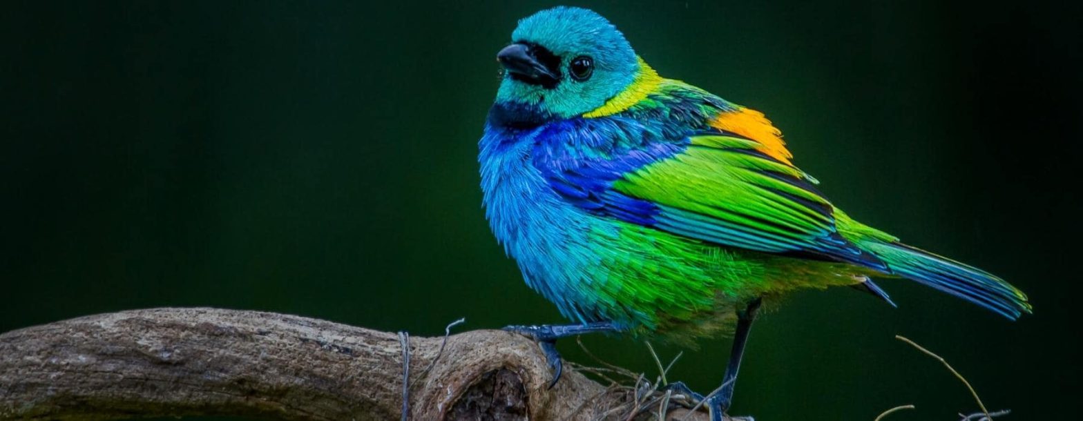Jungle Trips Bird Watching 4 days