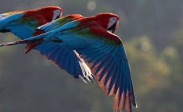 Explorer  Blanquillo Photography