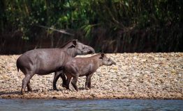 Tour al Manu  Zona Reservada 5 dias
