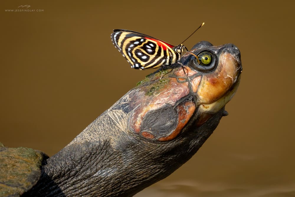 Palotoa Amazon Travel  6 days