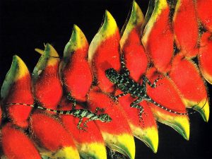amazonia trips - Amazon Travel