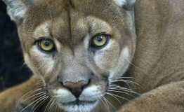 Exploring Puma Amazon Habitat .