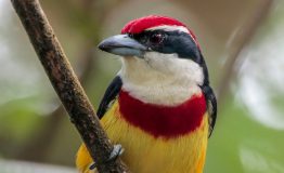 Manu Tours Peru - Choose Your Best Trip