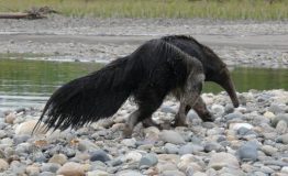 Manu Wildlife Peru - Mammals In the Cloud Forest