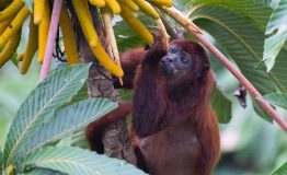 Amazon Wildlife Peru  Tour