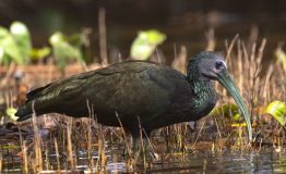 Tour Bird - Tambopata 8 dias