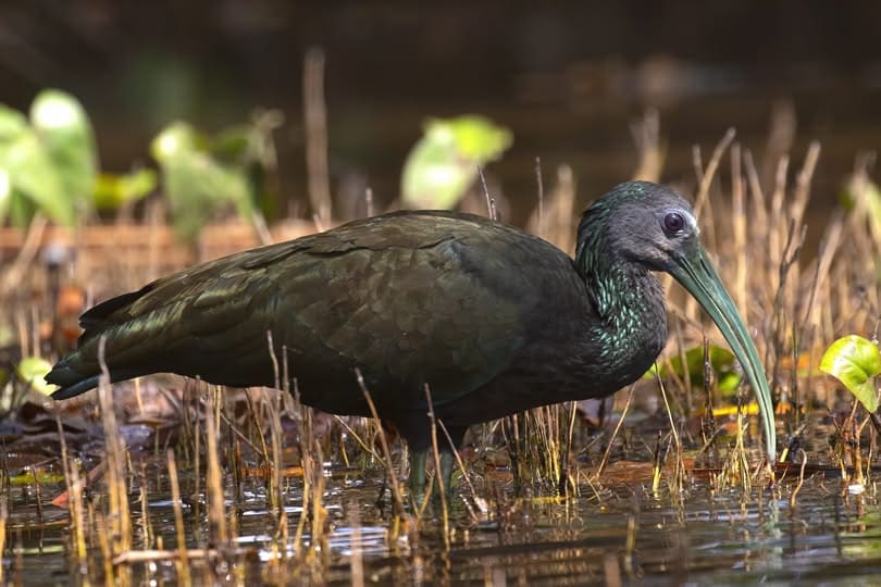 Tour Bird – Tambopata 8 dias