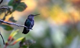 Tour Bird - Tambopata 8 dias