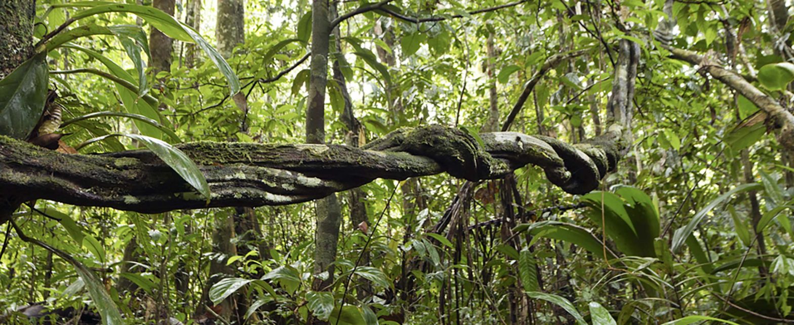 Amazon Rainforest Ayahuasca Experience 3 days