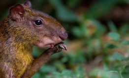Manu Wildlife Travels Peru 5 dias