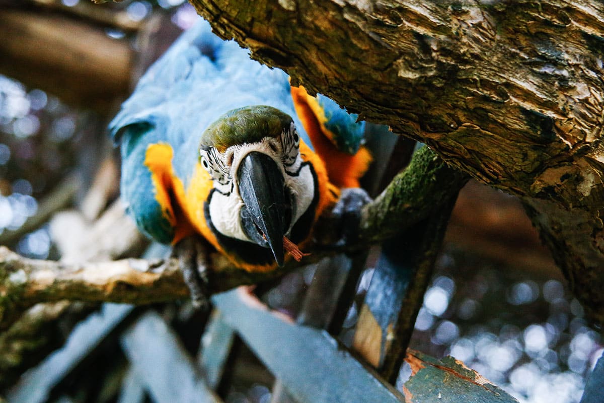 Aves de la amazonia peruana