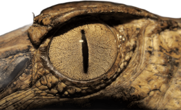 Best Amazon Trips in Peru 5 days (2)