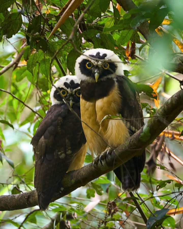 Bird Road Cusco – Puerto Maldonado 10 dias