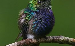 Birding Trip Collpa Chuncho 4 dias