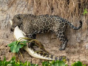 Fotografia Amazonia Peru