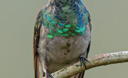 Jungle Trips Observacion Aves