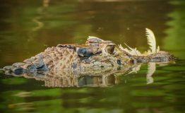 Manu Expediciones palotoa