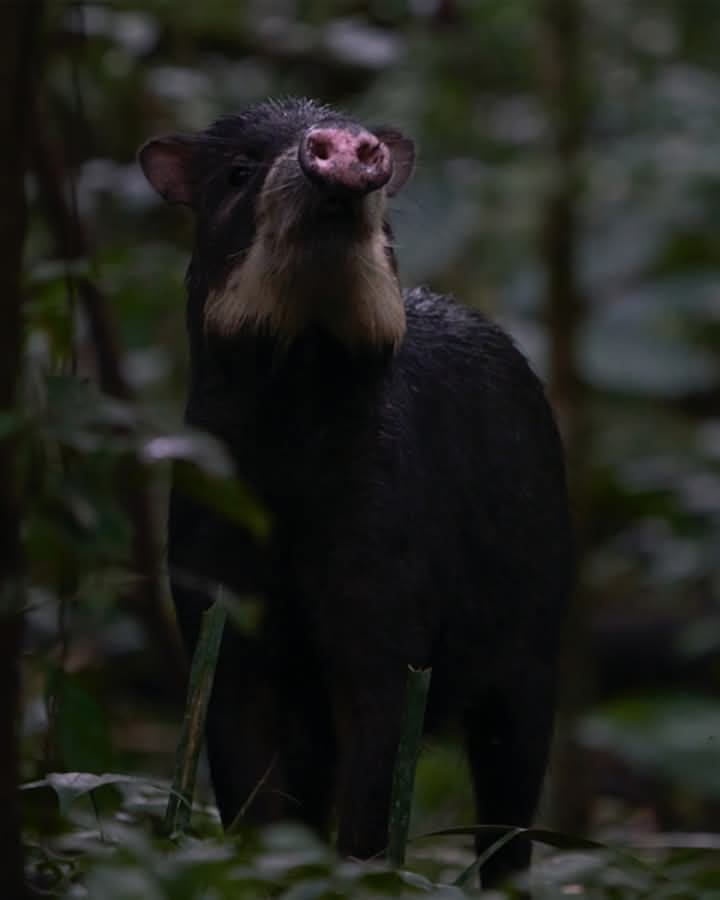 Mejor Viaje Amazonas Peru  4 dias