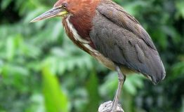 Observacion Aves Peru