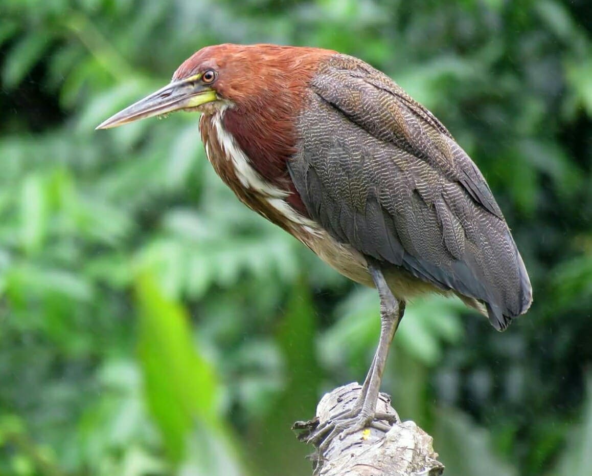 Observacion  Aves Peru