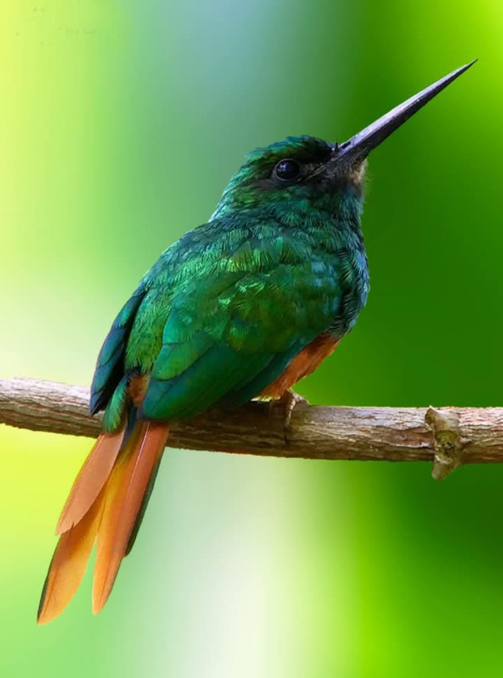 Observacion Aves Tambopata Rainforest 10 dias